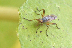 Dichetophora obliterata