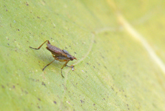 Dichetophora obliterata