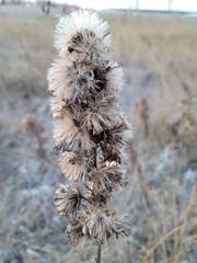 Liatris ligulistylis