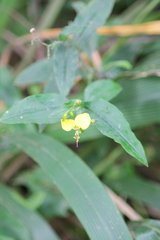 Aneilema aequinoctiale