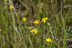 Goodenia pinnatifida
