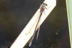 Ischnura denticollis
