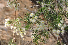 Verticordia cunninghamii