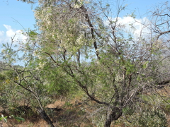 Verticordia cunninghamii