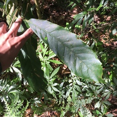 Lithocarpus lepidocarpus