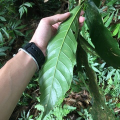 Lithocarpus lepidocarpus