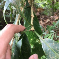 Lithocarpus lepidocarpus