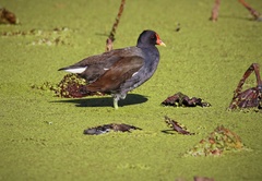 Gallinula chloropus