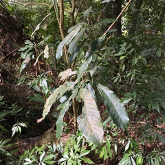 Lithocarpus lepidocarpus