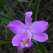 Sobralia yauaperyensis - Photo (c) josefwirth, algunos derechos reservados (CC BY-NC), subido por josefwirth