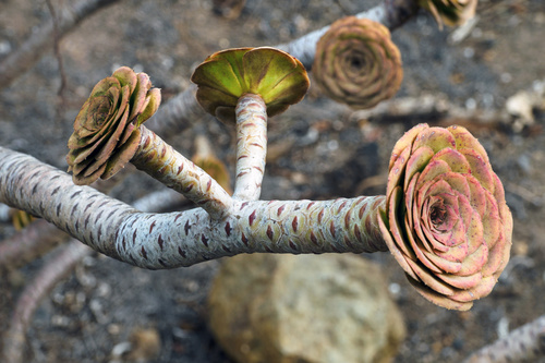 Tree Aeonium