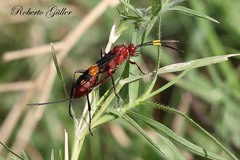 Compsocryptus melanostigma