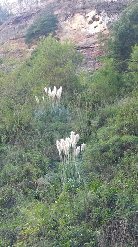 Cortaderia image