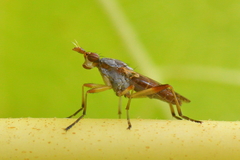 Dichetophora obliterata