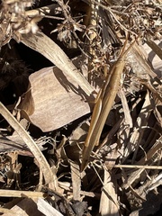 Leptysma marginicollis