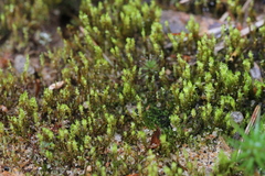 Pohlia andalusica
