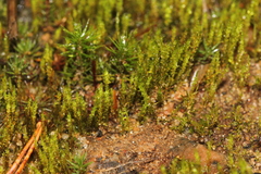 Pohlia andalusica