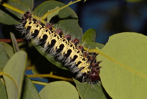 Pallid Emperor