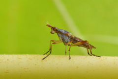 Dichetophora obliterata