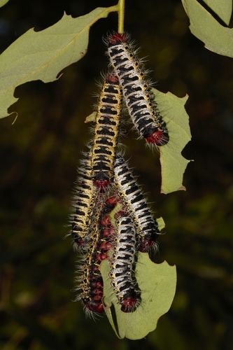 Pallid Emperor