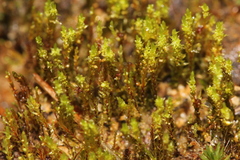 Pohlia andalusica