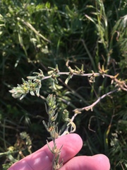 Buglossoides arvensis