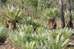 Cycas arnhemica