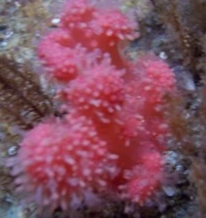 Gersemia rubiformis