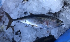 Thunnus atlanticus