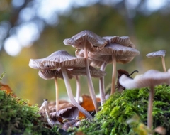 Mycena arcangeliana