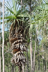Pandanus spiralis