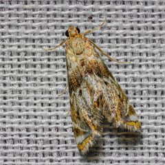 Petrophila fulicalis