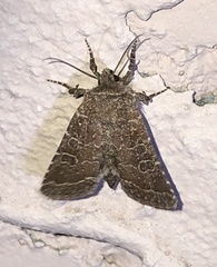 Protorthodes orobia