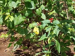 Abaeis mexicana