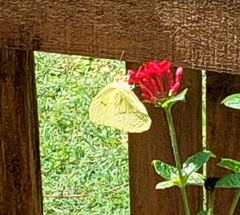 Abaeis mexicana