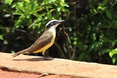 Pitangus sulphuratus