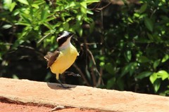 Pitangus sulphuratus