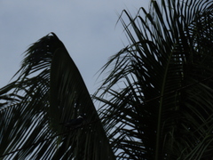 Chloroceryle amazona