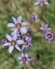 Sisyrinchium platense