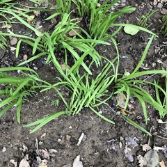 Allium triquetrum