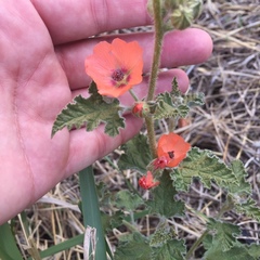 Sphaeralcea cordobensis