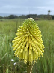 Kniphofia rooperi
