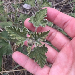 Sphaeralcea cordobensis