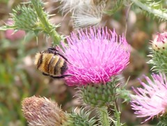 Bombus borealis