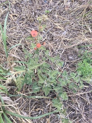 Sphaeralcea cordobensis