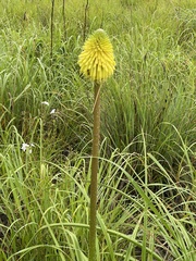 Kniphofia rooperi