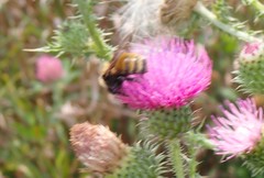 Bombus borealis