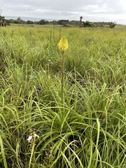 Kniphofia rooperi