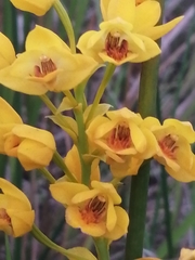 Eulophia odontoglossa