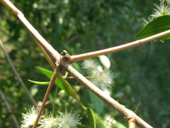 Salticinae